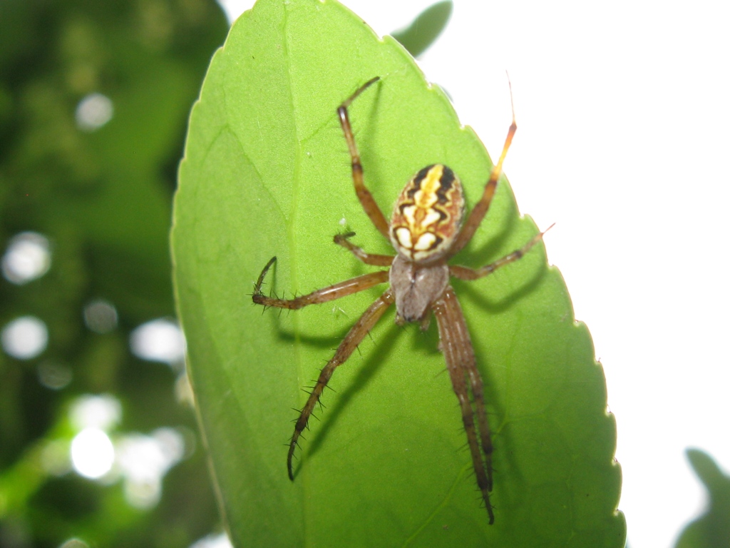 Neoscona adianta